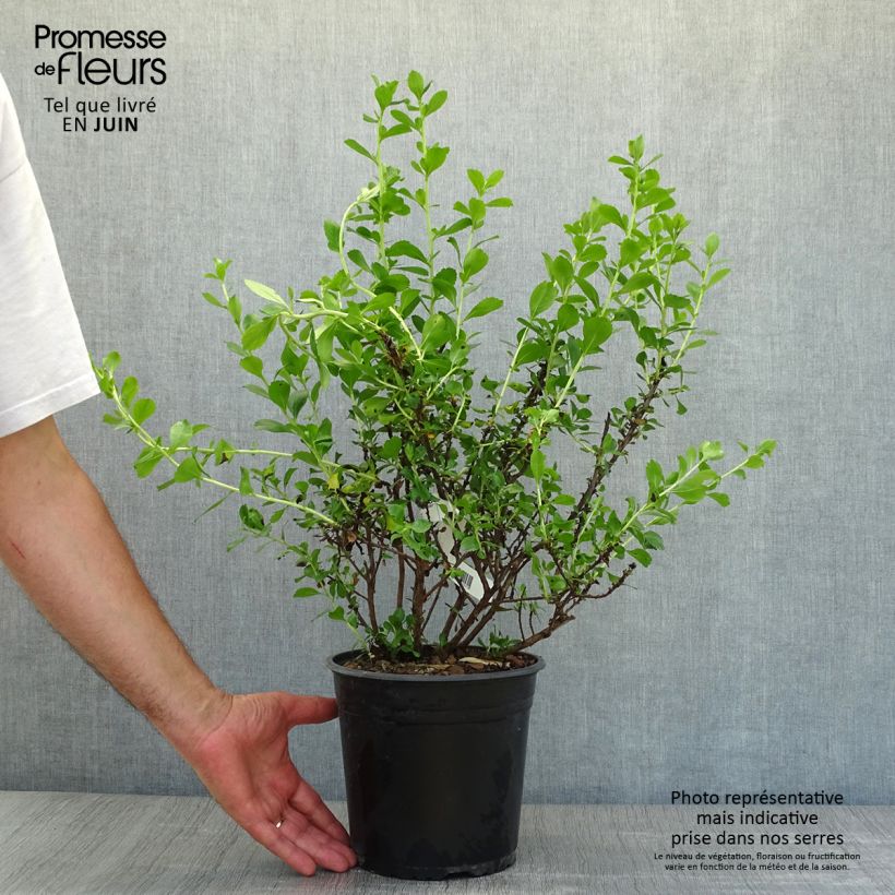 Spécimen de Escallonia Donard Radiance Pot de 3L/4L tel que livré en été