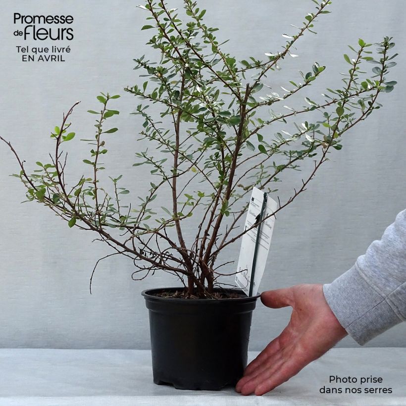 Spécimen de Escallonia Donard Seedling 30/40cm en pot de 1L/1.5L tel que livré au printemps