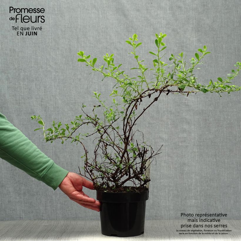 Spécimen de Escallonia Donard Seedling  Pot de 1L/1,5L tel que livré en été