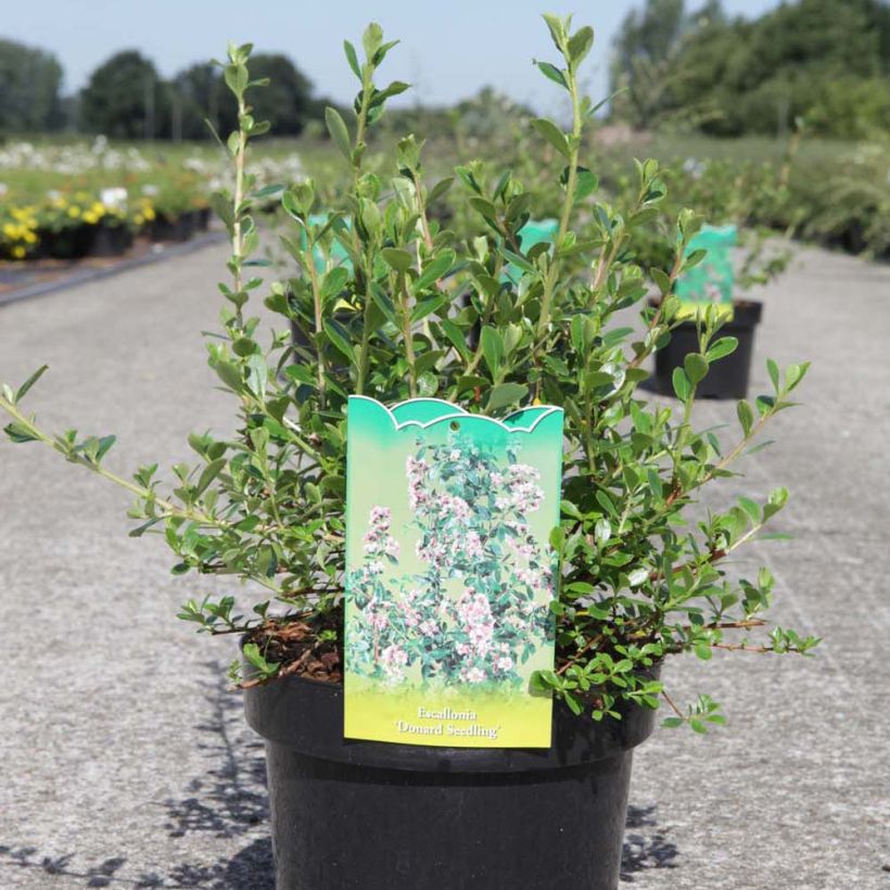 Escallonia Donard Seedling  (Port)