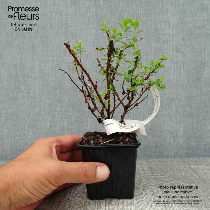 Spécimen de Escallonia Donard Seedling  Godet de 8/9 cm tel que livré en été