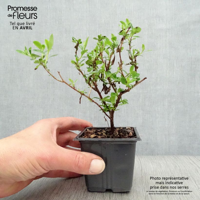 Spécimen de Escallonia Donard Seedling  en godet de 9cm tel que livré au printemps