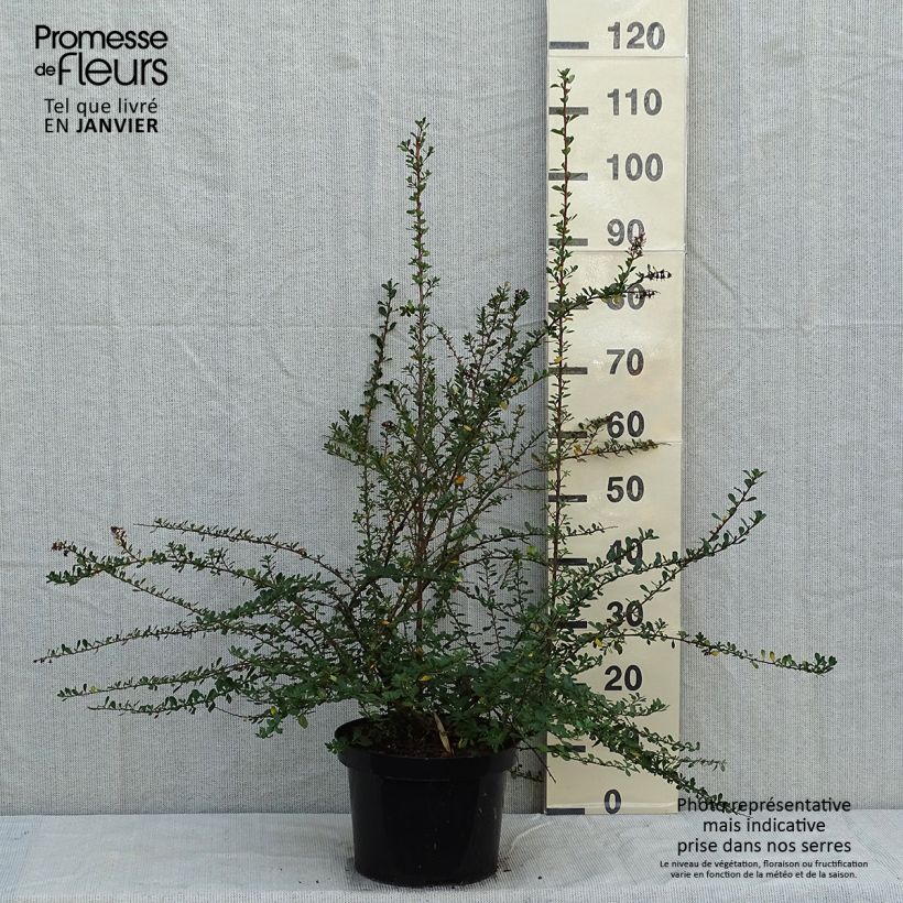 Spécimen de Escallonia Donard Seedling  Pot de 7,5L/10L tel que livré en hiver