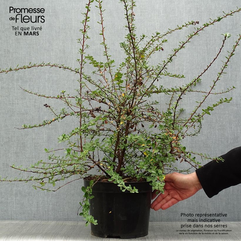 Spécimen de Escallonia Donard Seedling en pot de 7,5L/10L tel que livré au printemps