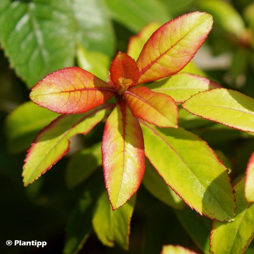 Escallonia hybride Glowing Embers (Feuillage)