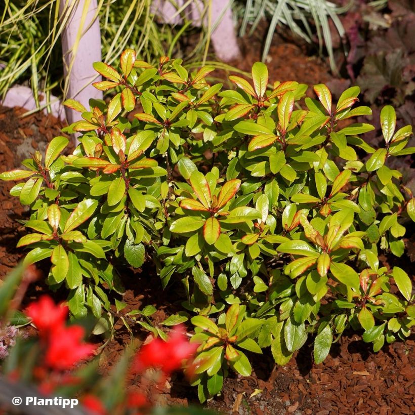 Escallonia hybride Glowing Embers (Port)