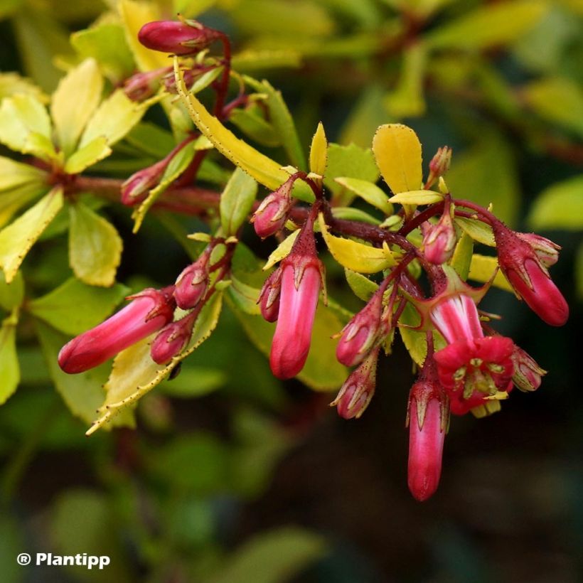 Escallonia hybride Golden Carpet (Floraison)