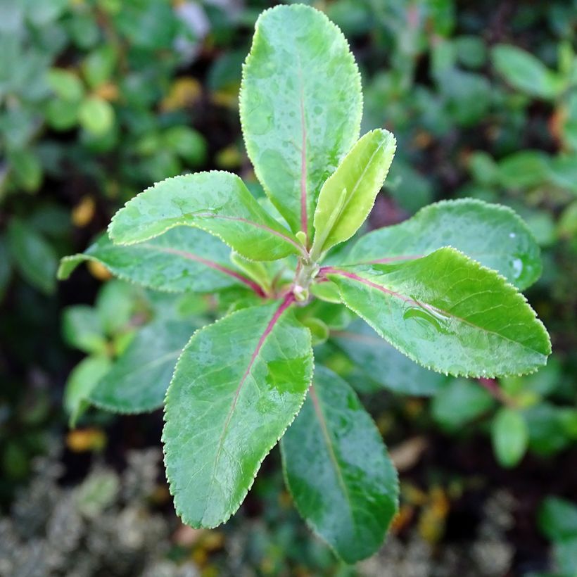 Escallonia Iveyi (Feuillage)