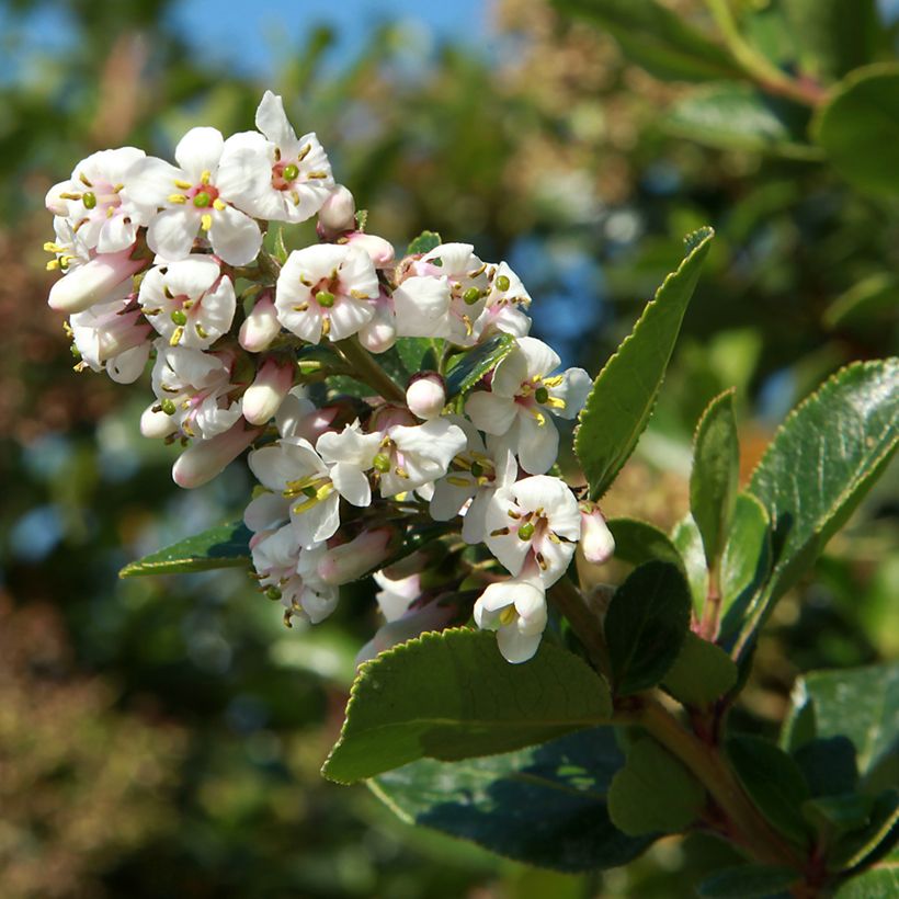 Escallonia Iveyi (Floraison)