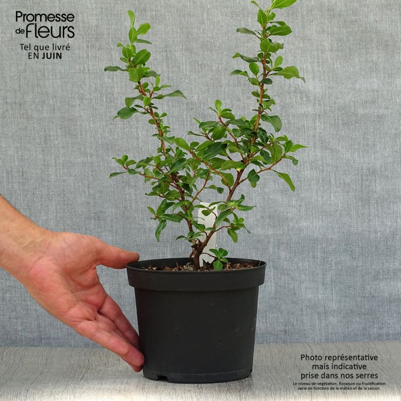 Spécimen de Escallonia Iveyi Pot de 2L/3L tel que livré en été