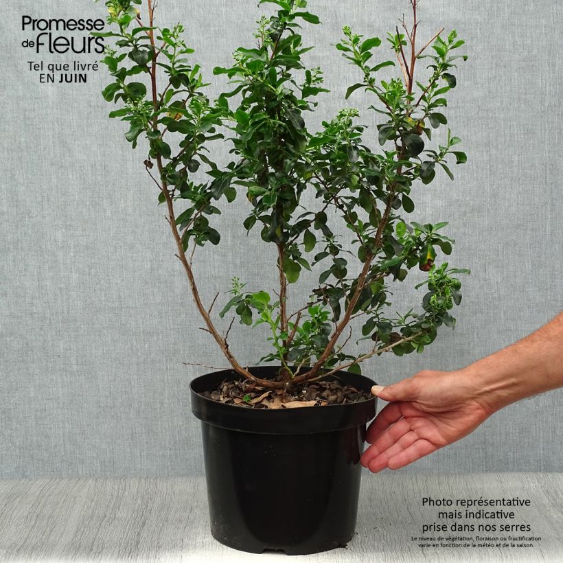 Spécimen de Escallonia Iveyi Pot de 7,5L/10L tel que livré en été