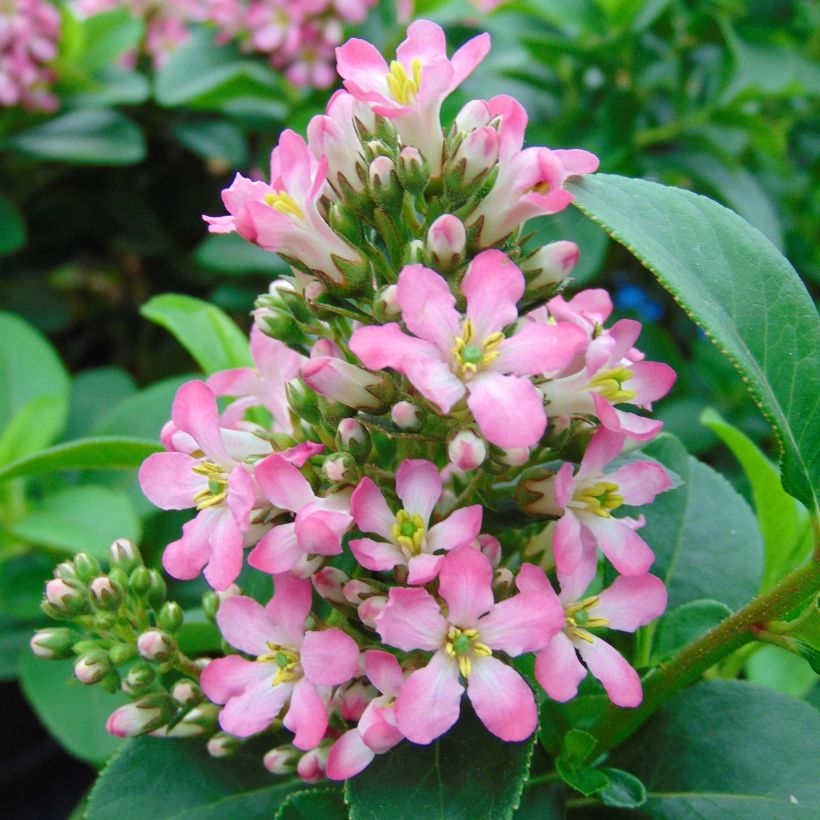 Escallonia Pink Elle (Floraison)