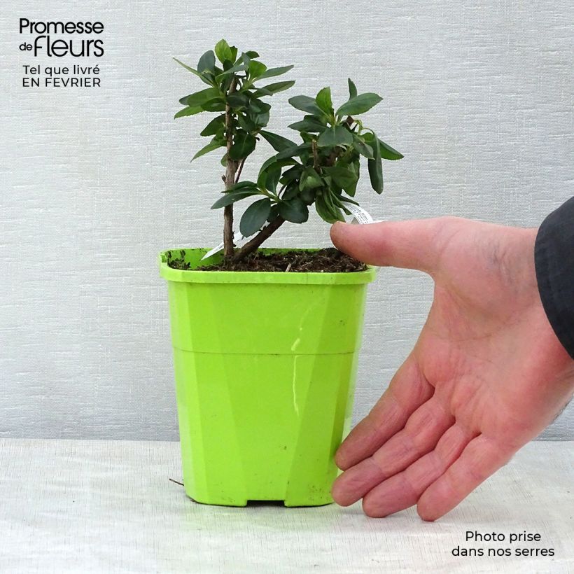 Spécimen de Escallonia Pink Elle Pot de 1L/1,5L tel que livré en hiver
