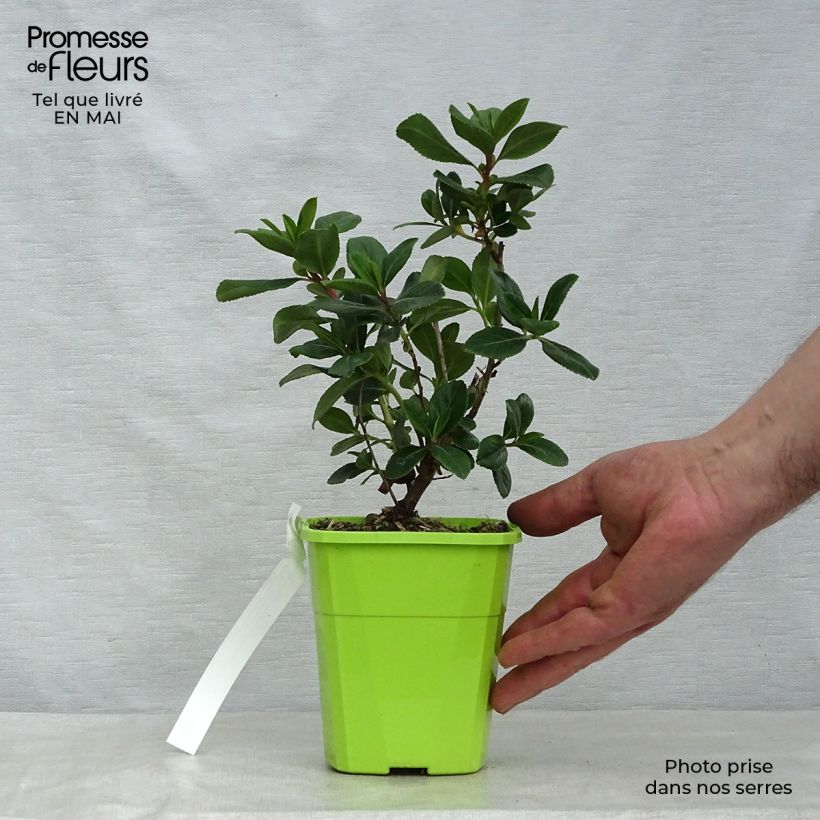 Spécimen de Escallonia Pink Elle en pot de 1L/1.5L tel que livré au printemps