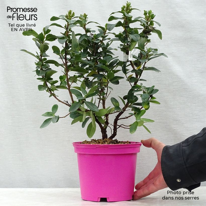 Spécimen de Escallonia Pink Elle en pot de 2L/3L tel que livré au printemps