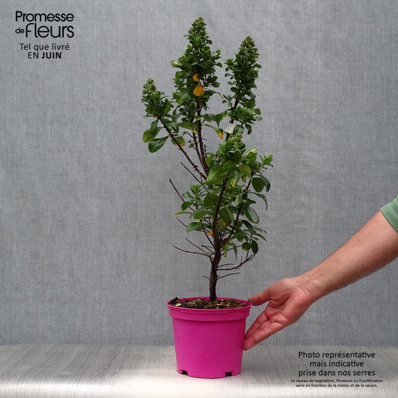 Spécimen de Escallonia Pink Elle Pot de 2L/3L tel que livré en été