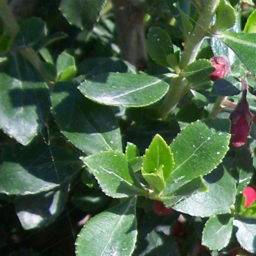 Escallonia Pride of Donard (Feuillage)