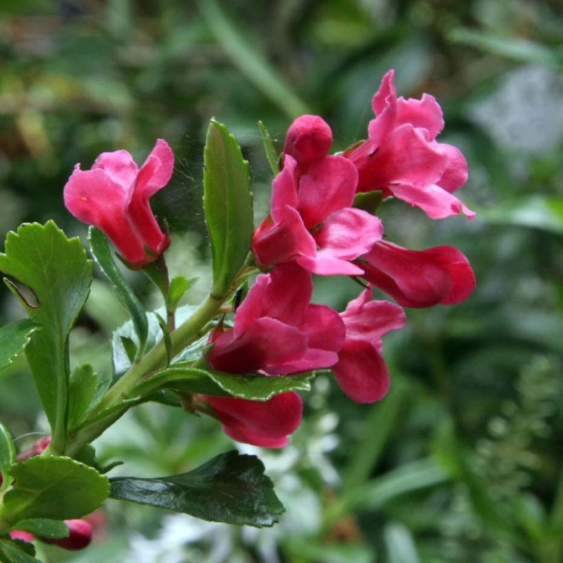 Escallonia Pride of Donard (Floraison)