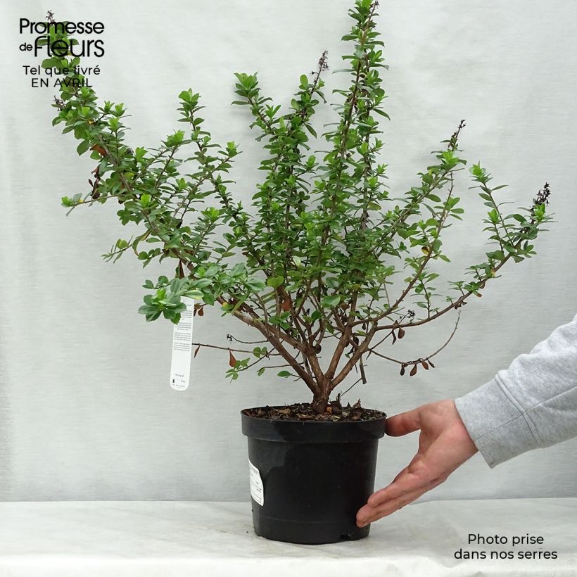 Spécimen de Escallonia Pride of Donard Pot de 2L/3L tel que livré au printemps