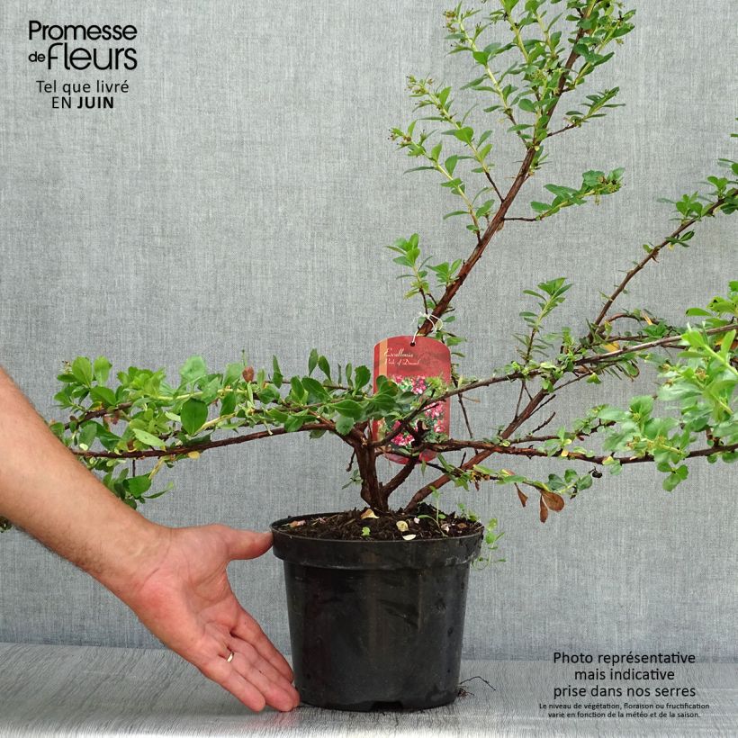 Spécimen de Escallonia Pride of Donard Pot de 2L/3L tel que livré en été