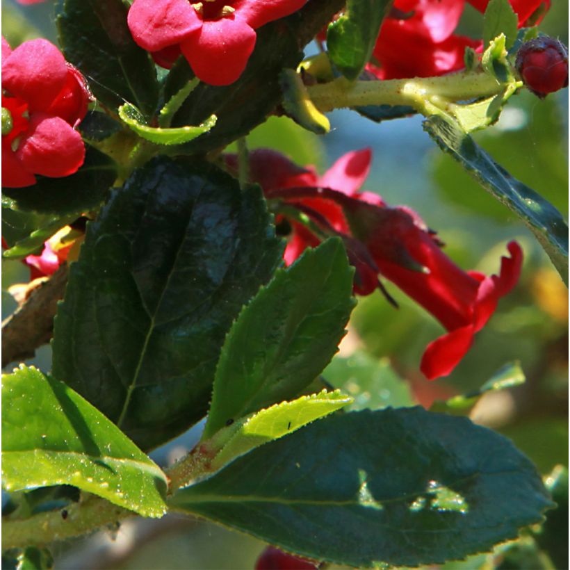 Escallonia compacta Coccinea (Feuillage)