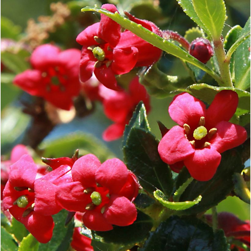 Escallonia compacta Coccinea (Floraison)