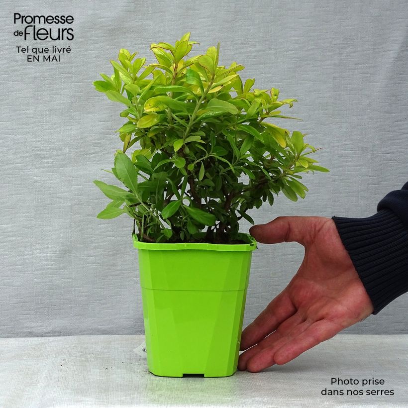 Spécimen de Escallonia hybride Glowing Embers Pot de 1L/1,5L tel que livré au printemps