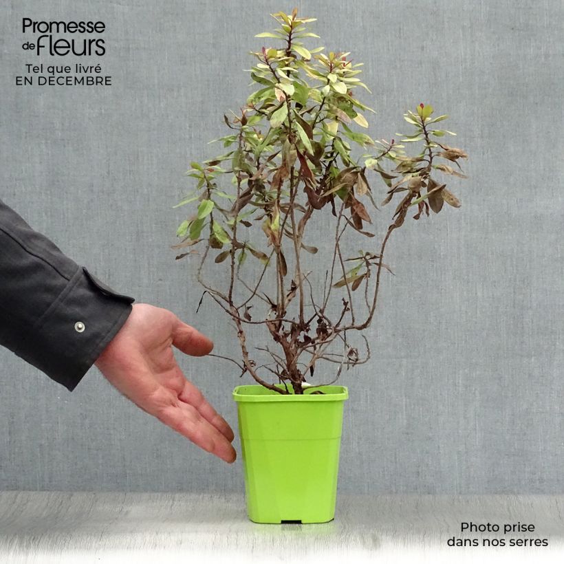 Spécimen de Escallonia hybride Glowing Embers Pot de 3L/4L tel que livré en hiver