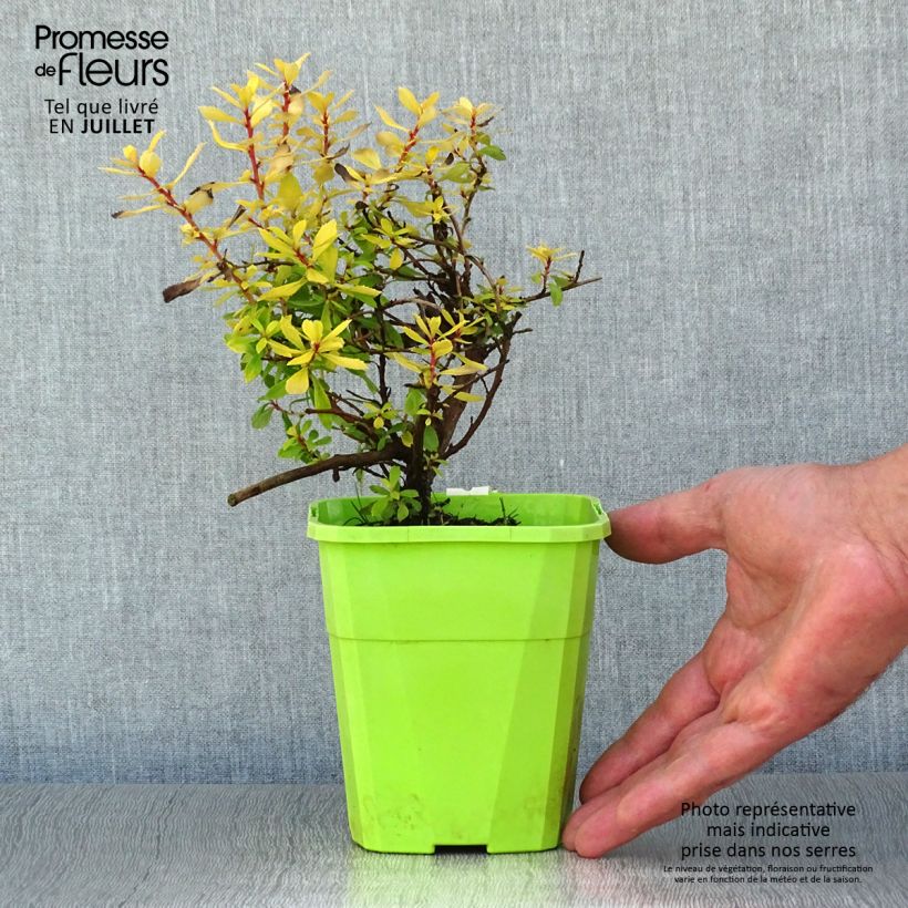 Spécimen de Escallonia hybride Golden Carpet Pot de 1L/1,5L tel que livré en été