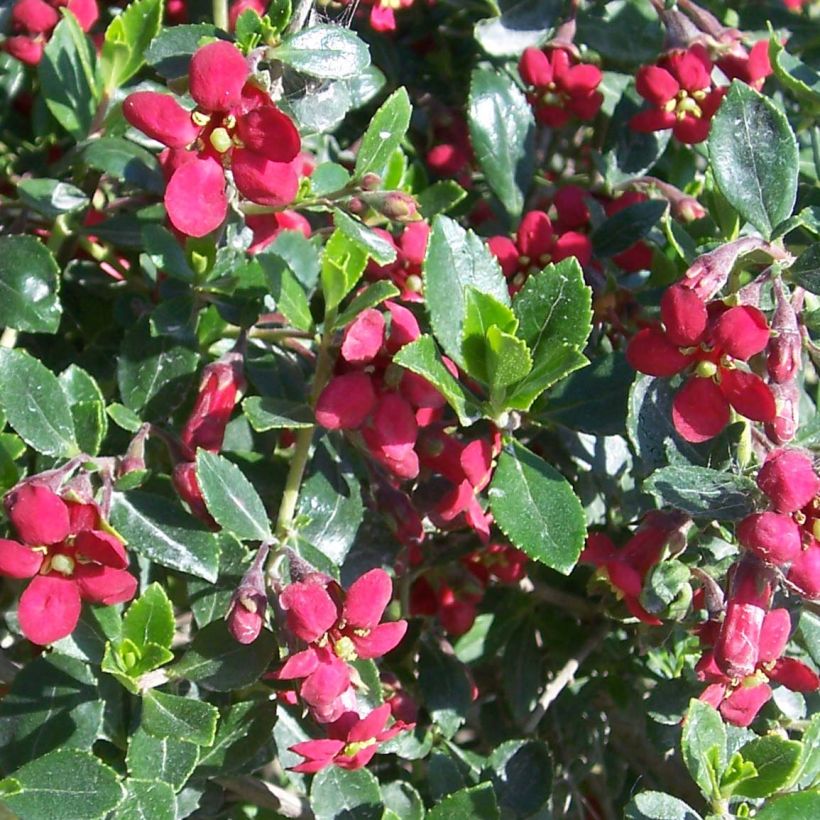 Escallonia hybride Red Dream (Floraison)