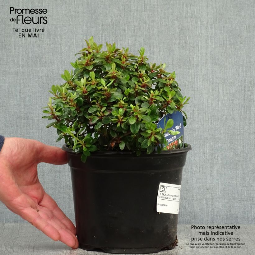 Spécimen de Escallonia hybride Red Dream Pot de 2L/3L tel que livré au printemps