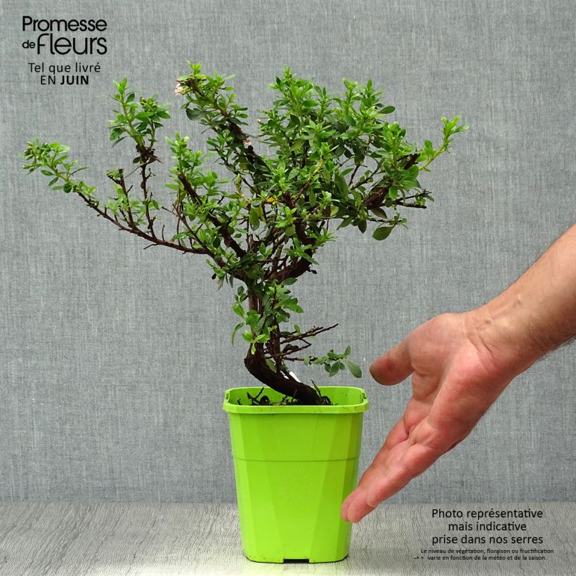Spécimen de Escallonia hybride Show Stopper Pot de 3L/4L tel que livré en été