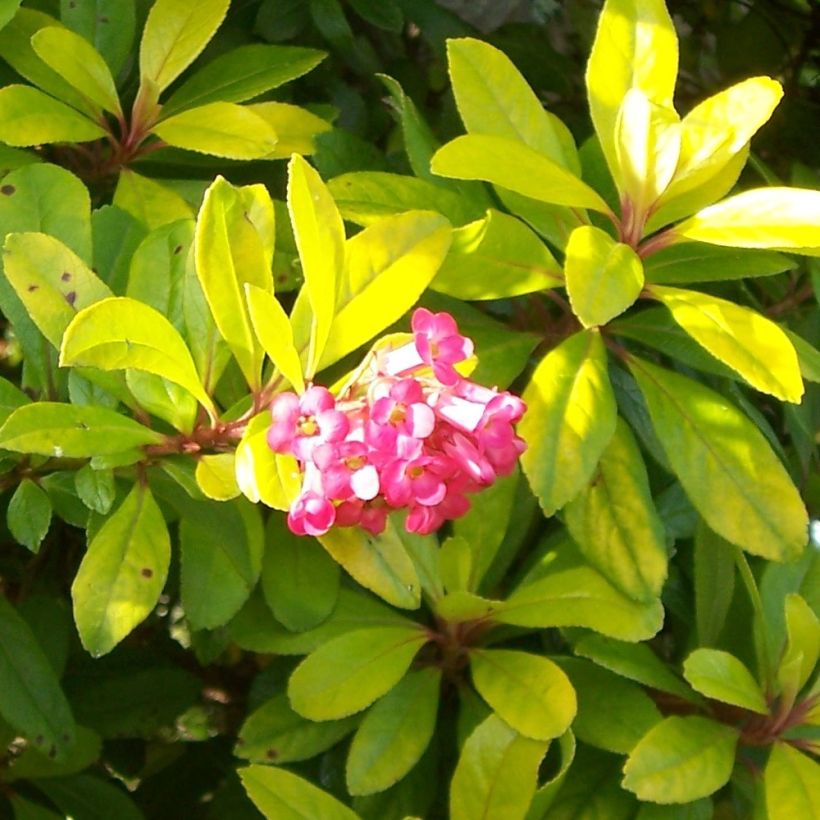 Escallonia laevis Gold Ellen (Floraison)