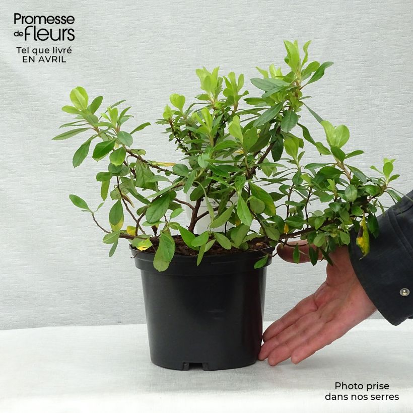 Spécimen de Escallonia laevis Gold Ellen Pot de 2L/3L tel que livré au printemps