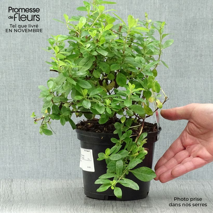 Spécimen de Escallonia laevis Gold Ellen Pot de 2L/3L tel que livré en automne