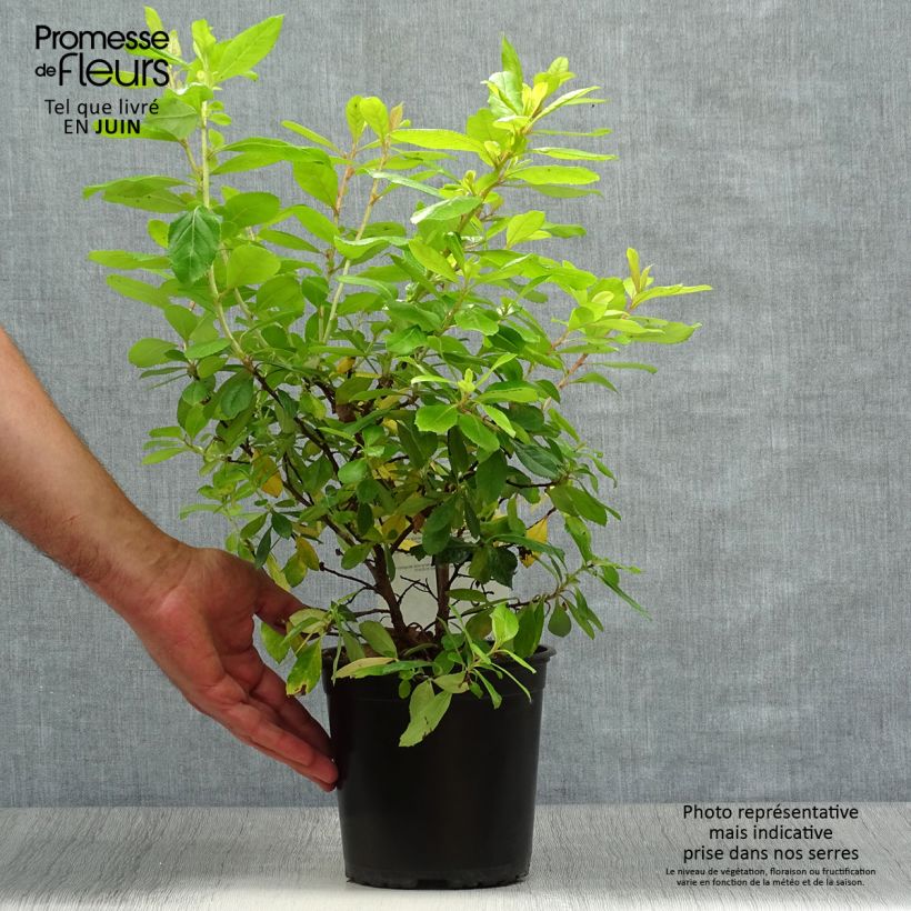 Spécimen de Escallonia laevis Gold Ellen Pot de 2L/3L tel que livré en été