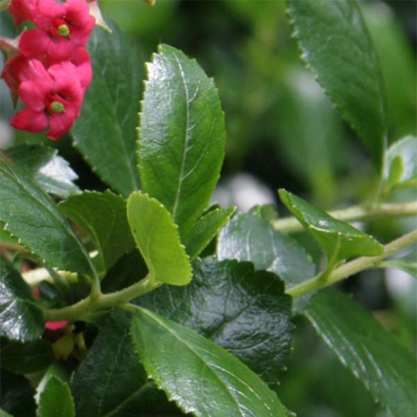 Escallonia rubra Crimson Spire (Feuillage)