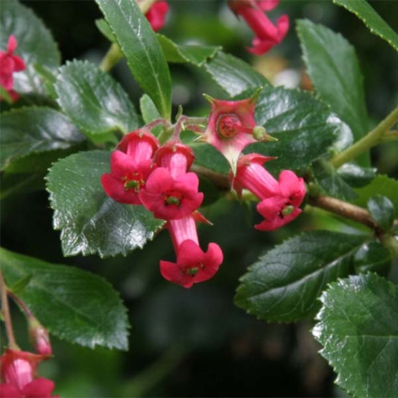 Escallonia rubra Crimson Spire (Floraison)