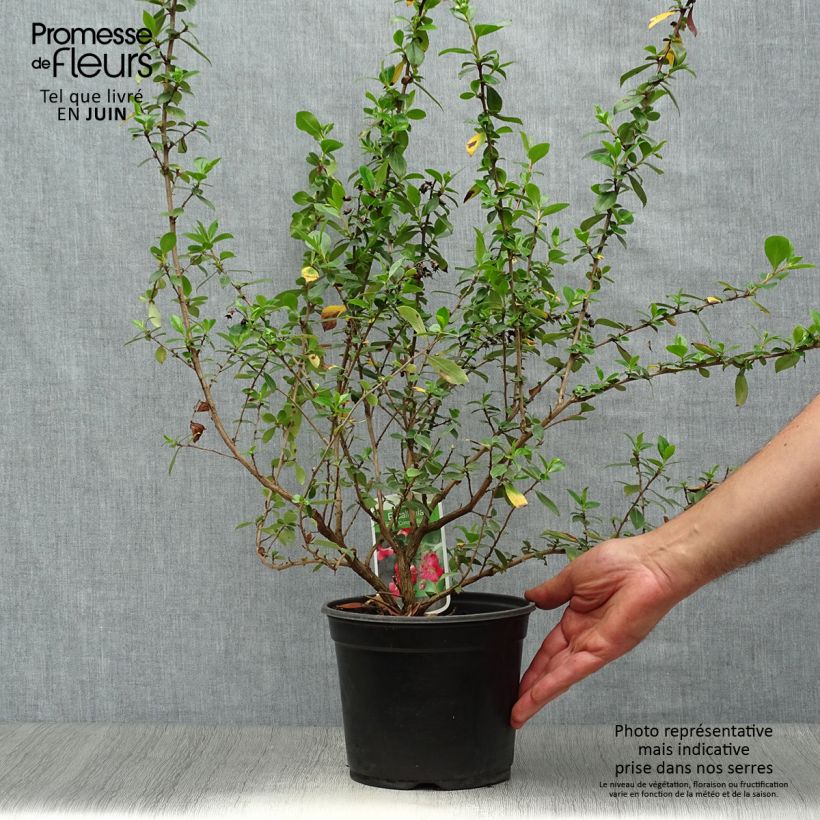 Spécimen de Escallonia rubra Crimson Spire Pot de 2L/3L tel que livré en été