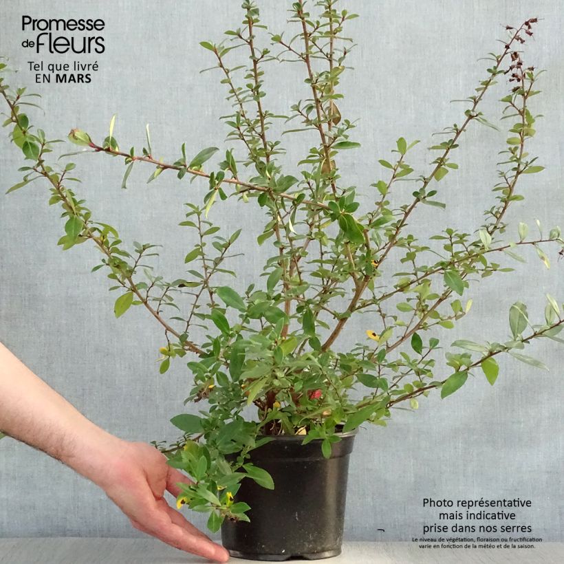 Spécimen de Escallonia rubra Crimson Spire Pot de 2L/3L tel que livré au printemps
