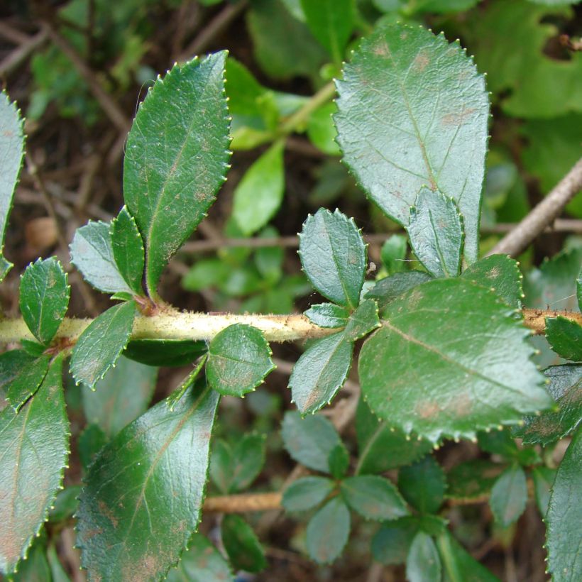 Escallonia rubra macrantha (Feuillage)