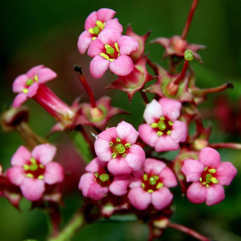 Escallonia rubra macrantha (Floraison)