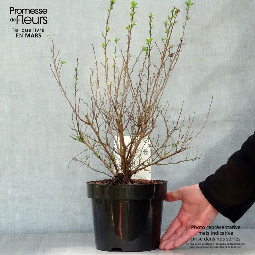 Spécimen de Escallonia rubra macrantha Pot de 3L/4L tel que livré au printemps