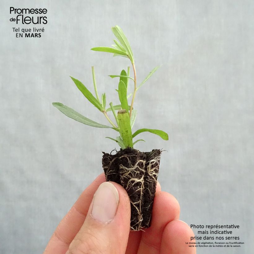 Spécimen de Estragon Tolergon BIO - Artemisia dracunculus Mini-motte 3 cm tel que livré au printemps