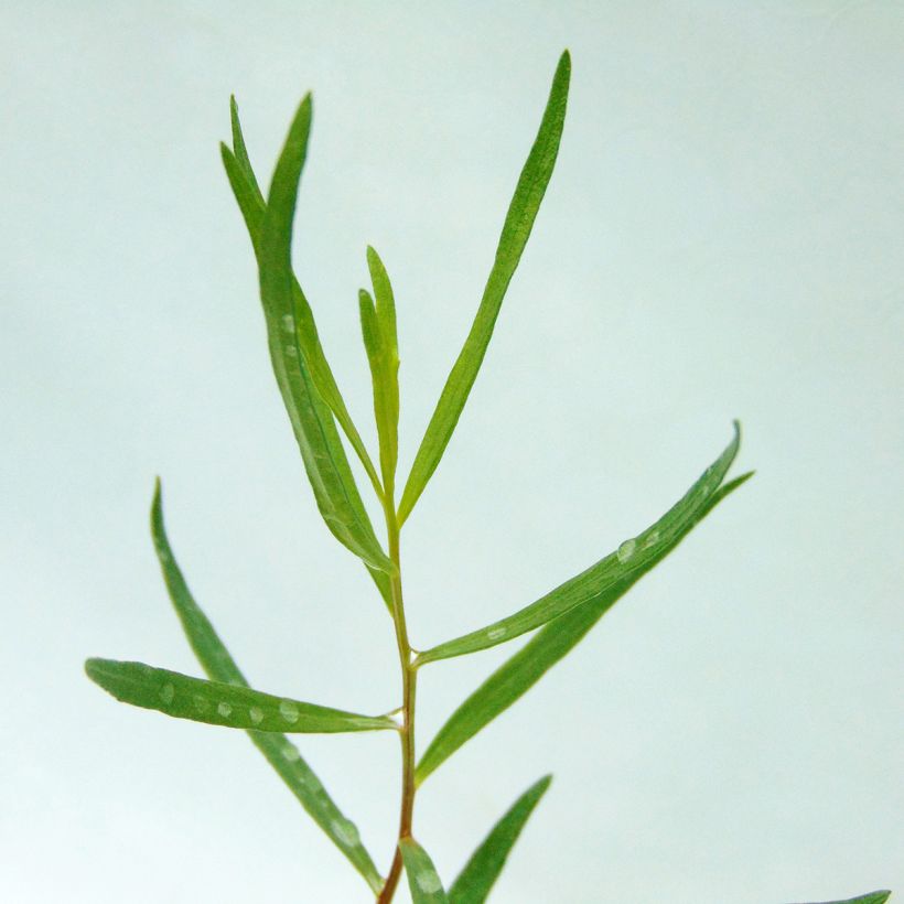 Estragon vrai - Artemisia dracunculus (Feuillage)