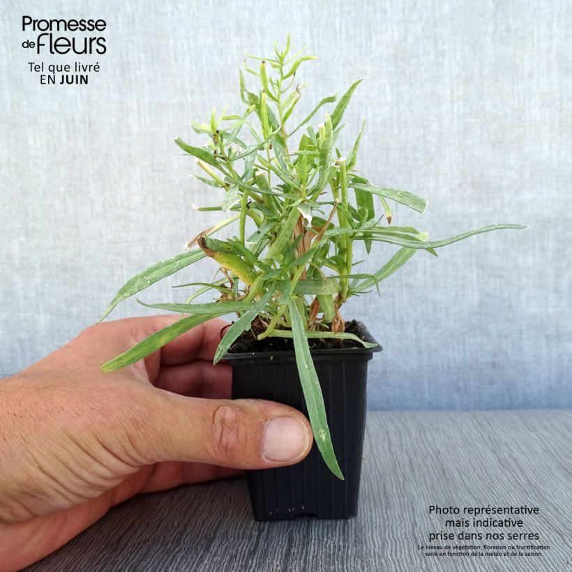 Spécimen de Estragon vrai - Artemisia dracunculus Godet de 7/8 cm tel que livré en été
