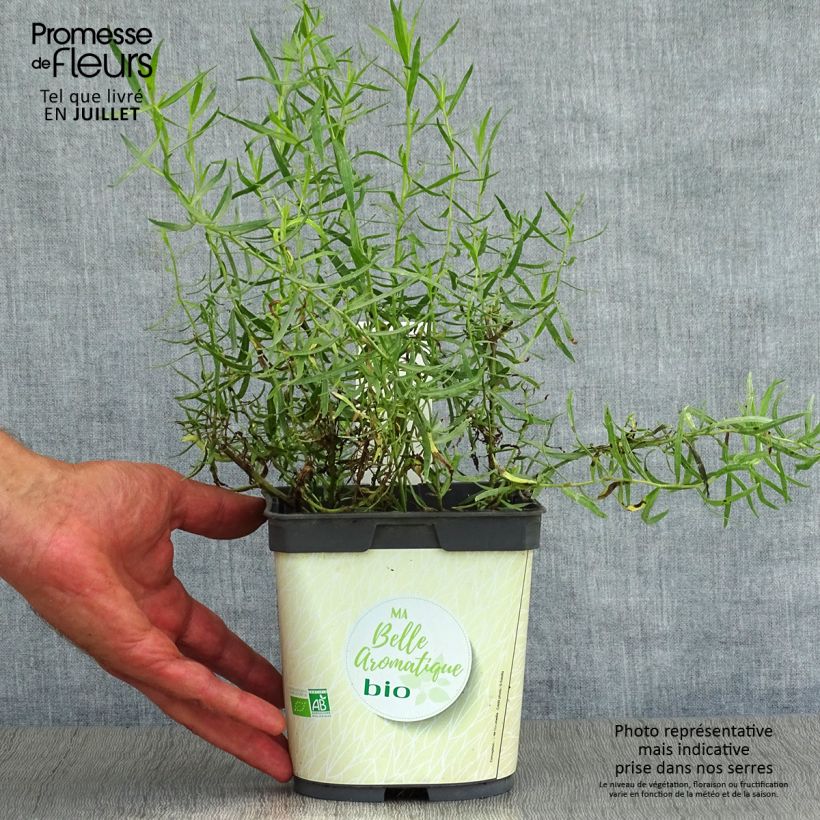 Spécimen de Estragon vrai en plant BIO Pot de 1L/1,5L tel que livré en été