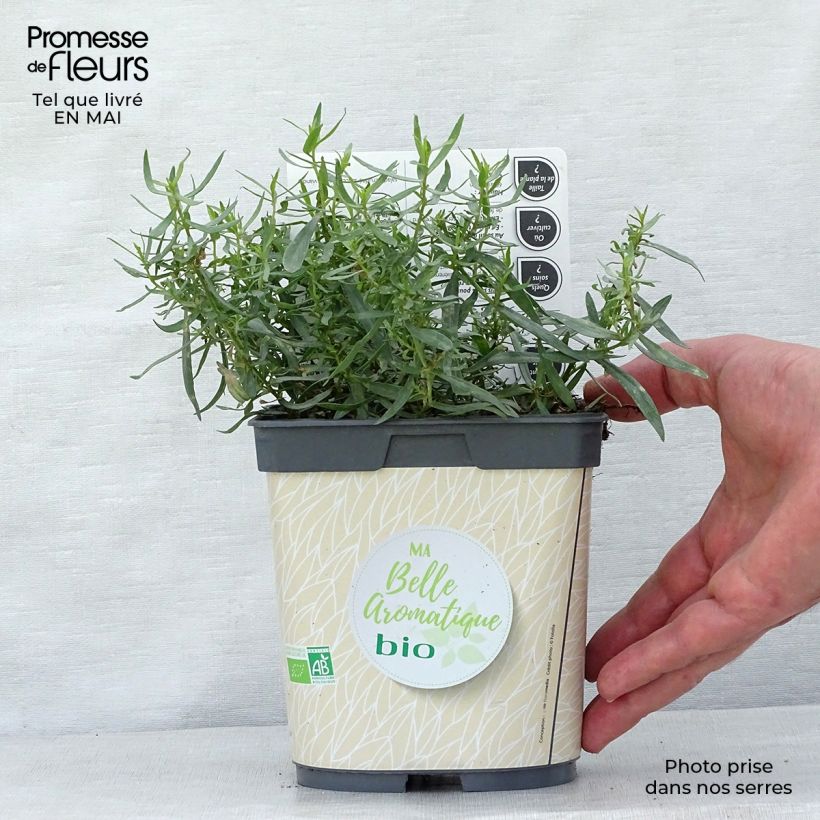 Spécimen de Estragon vrai en plant BIO Pot de 1L/1.5L. tel que livré au printemps