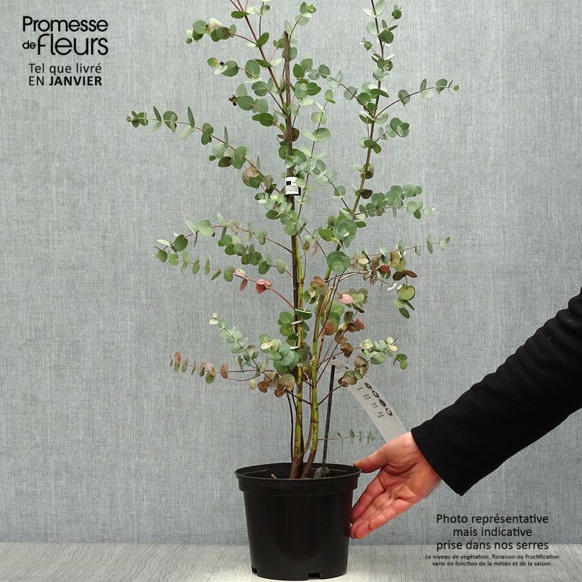 Spécimen de Eucalyptus Baby Blue - Gommier argenté tel que livré en hiver