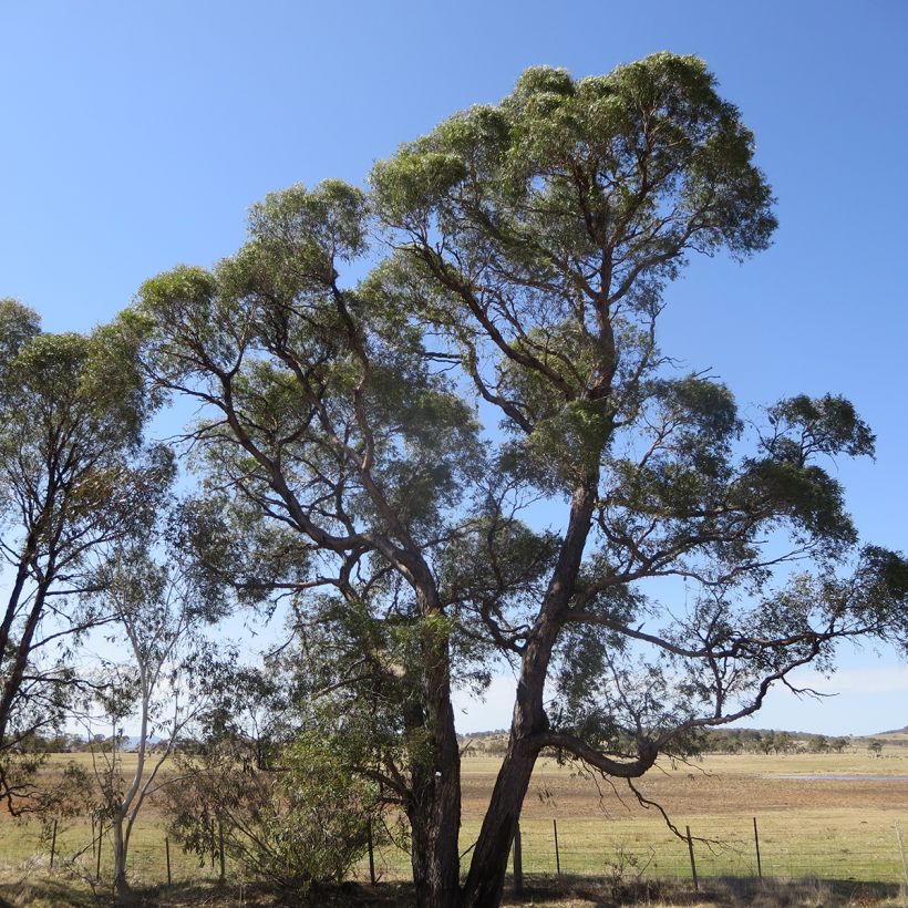 Eucalyptus aggregata - Gommier noir (Port)